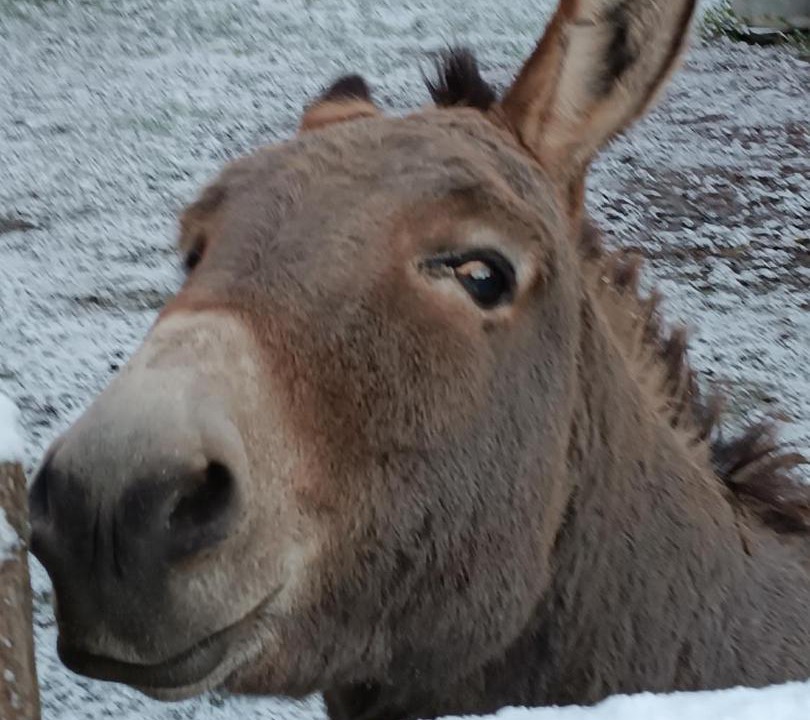 Photo of Others in Meneslies