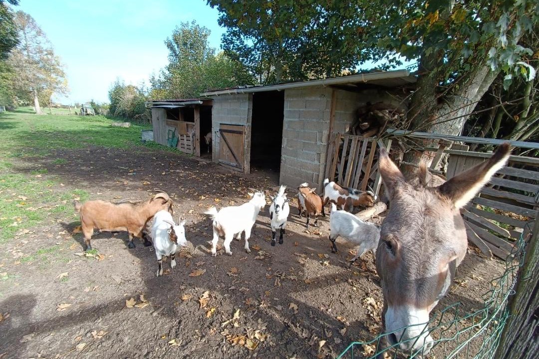 Photo of Others in Meneslies