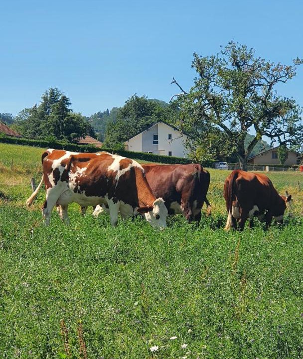Photo of Others in Bons-en-Chablais