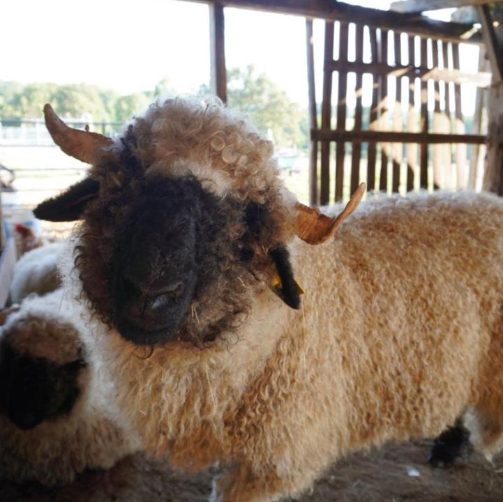 Photo of Others in Champagnac-la-Riviere