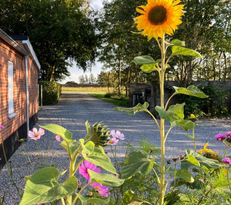 Photo of Others in Hejnsvig