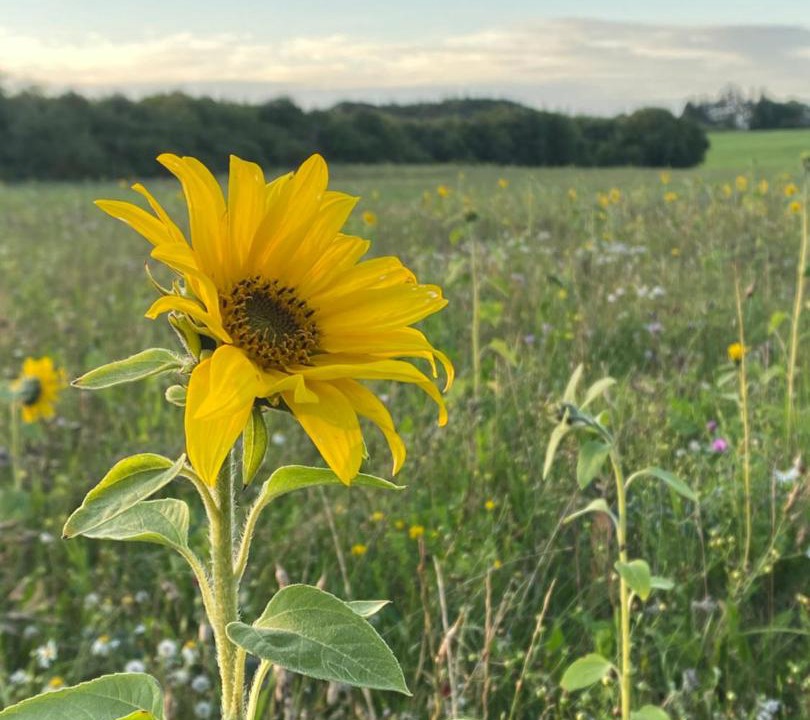 Photo of Others in Hejnsvig