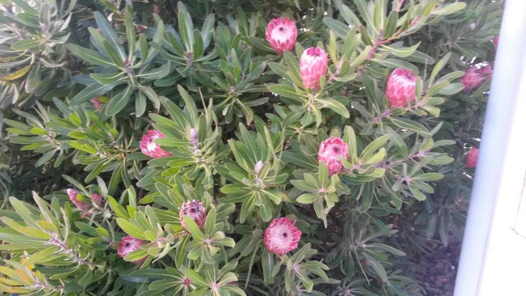 Photo of Others in Kilbirnie