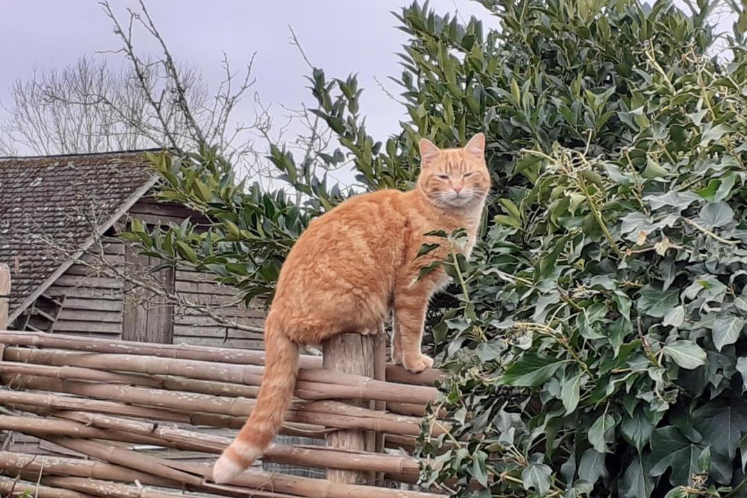 Photo of Others in Saint-Sylvestre-de-Cormeilles