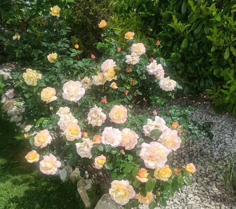 Photo of Outdoor in Matha