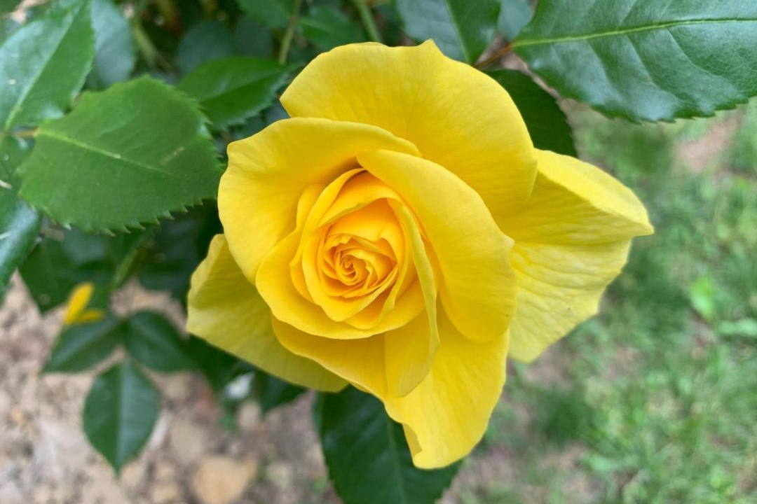 Photo of Others in Bourrouillan