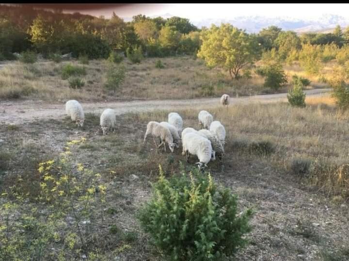 Photo of Others in Pridraga