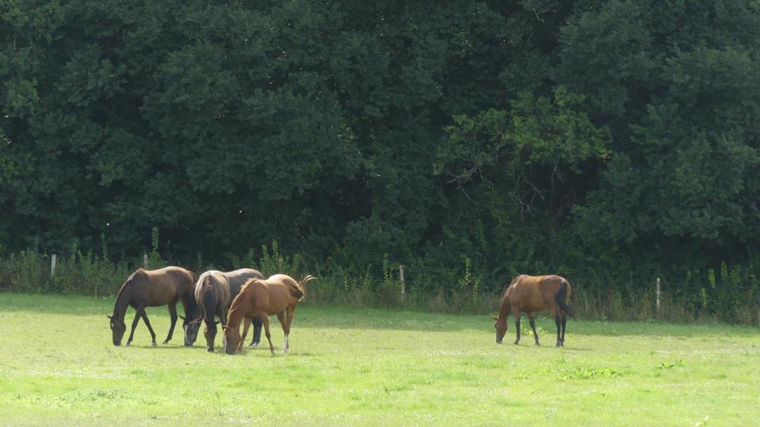 Photo of Others in Menil