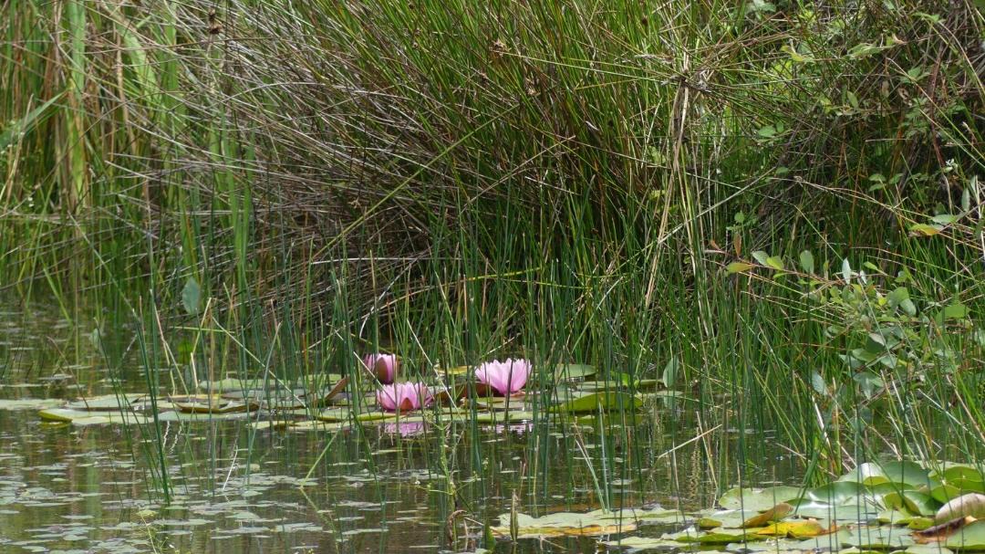 Photo of Others in Menil