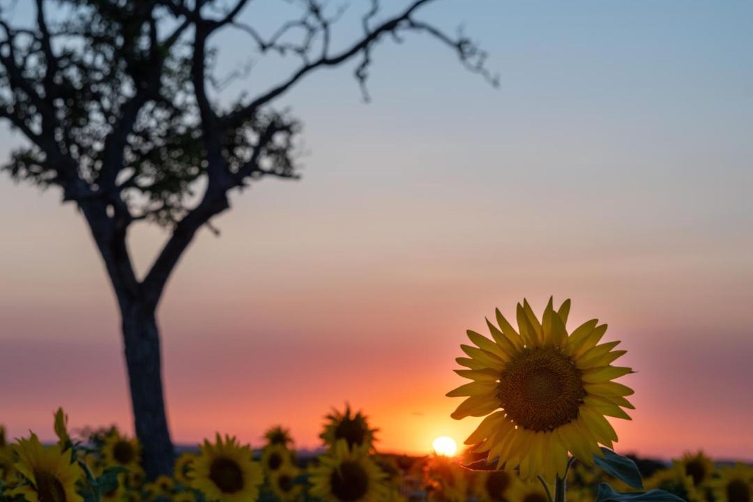 Photo of Others in Charente