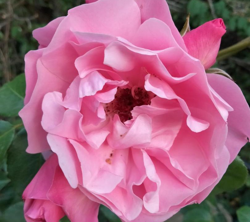 Photo of Outdoor in Les Serres - Vivier