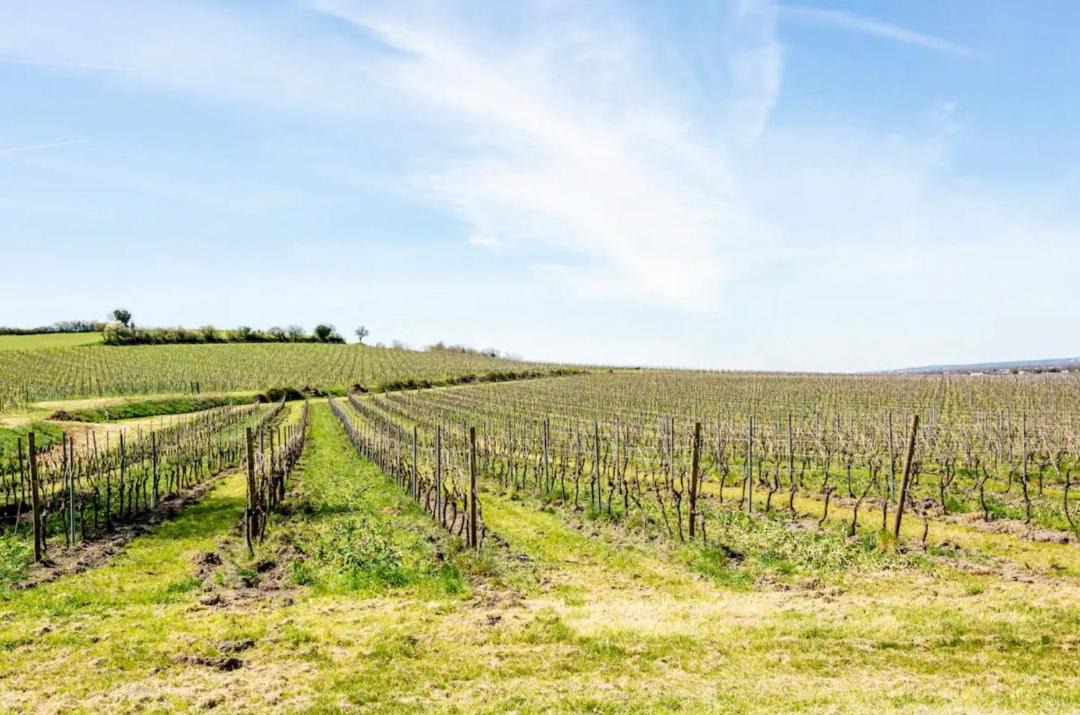 Photo of Others in Segonzac