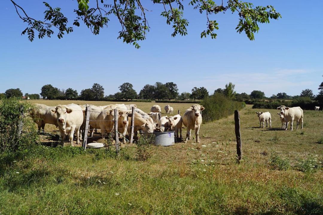 Photo of Others in Cossaye