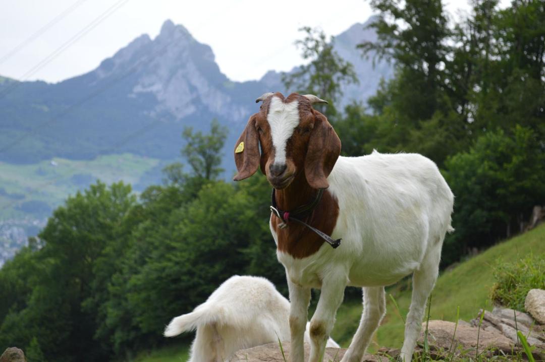 Photo of Others in Ingenbohl