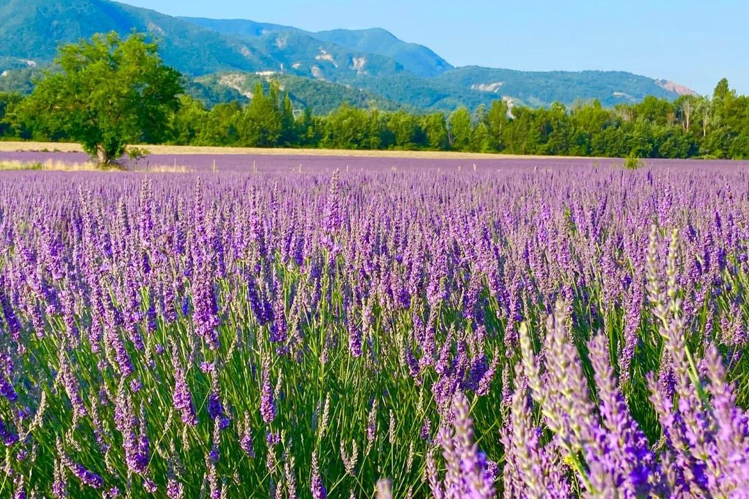 Photo of Others in Curbans