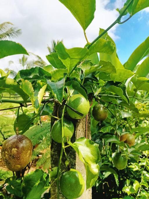 Photo of Others in Penebel