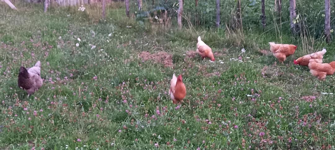 Photo of Others in Saint-Genix-sur-Guiers