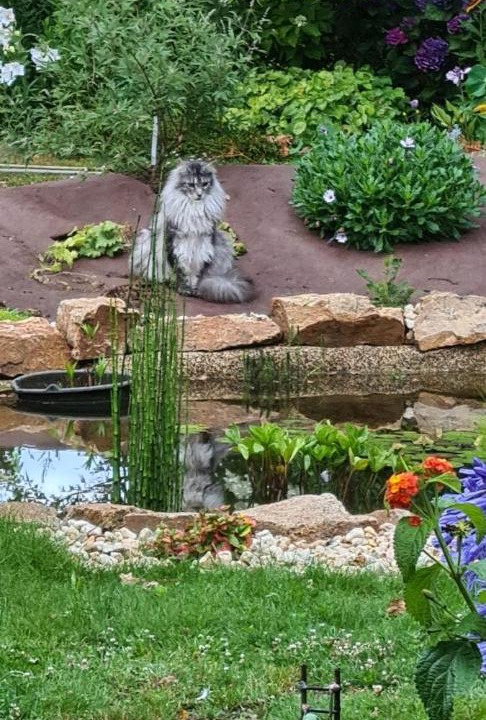 Photo of Others in Ambon