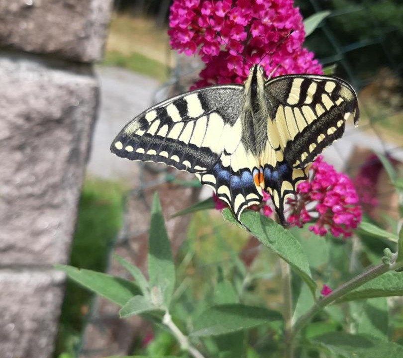 Photo of Others in Combressol