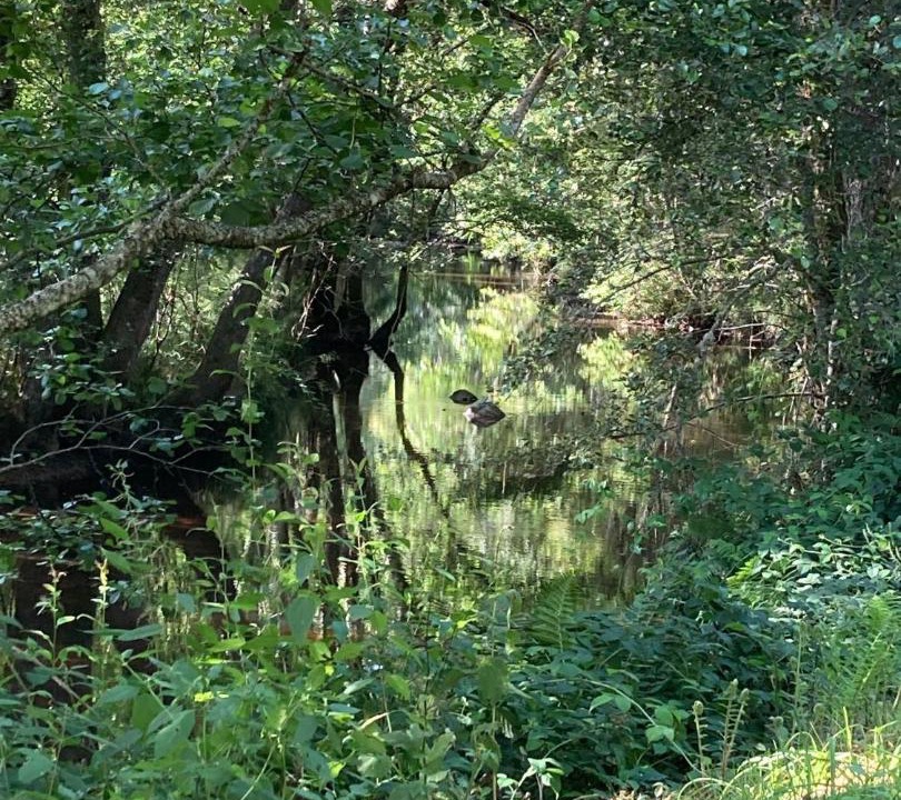 Photo of Others in Combressol