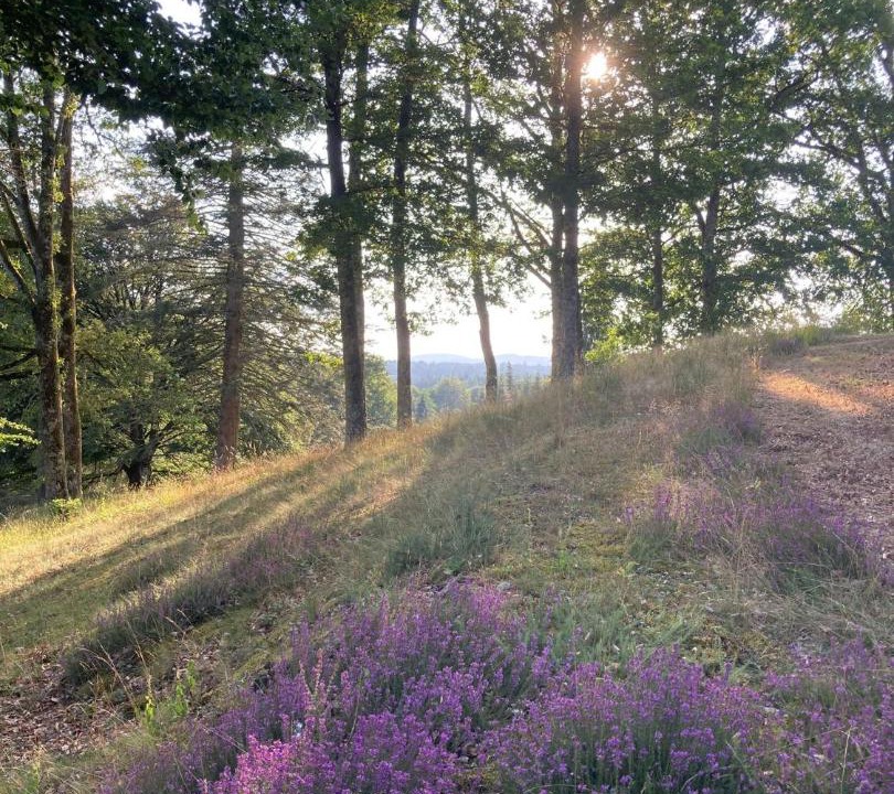 Photo of Others in Combressol