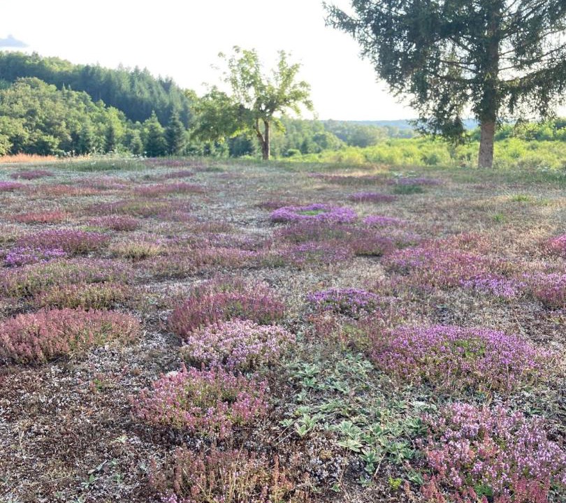 Photo of Others in Combressol