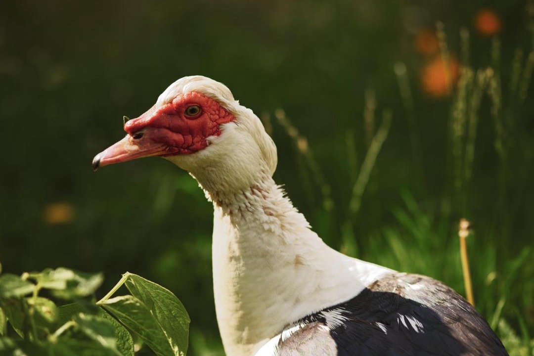 Photo of Others in Ringsted