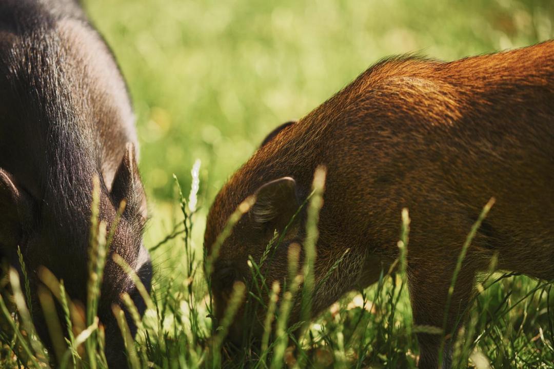 Photo of Others in Ringsted