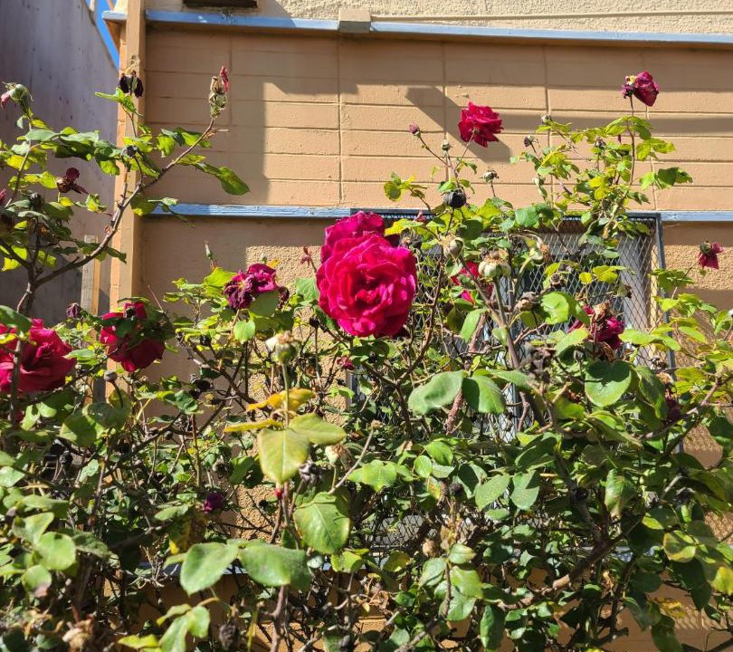 Photo of Others in Longfellow