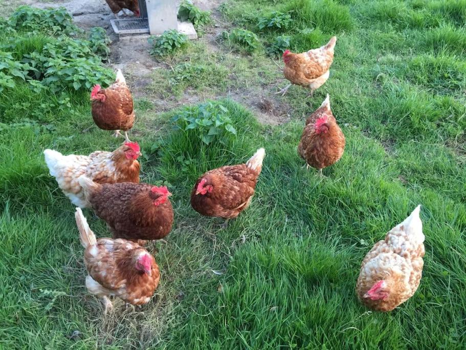 Photo of Others in Piltdown