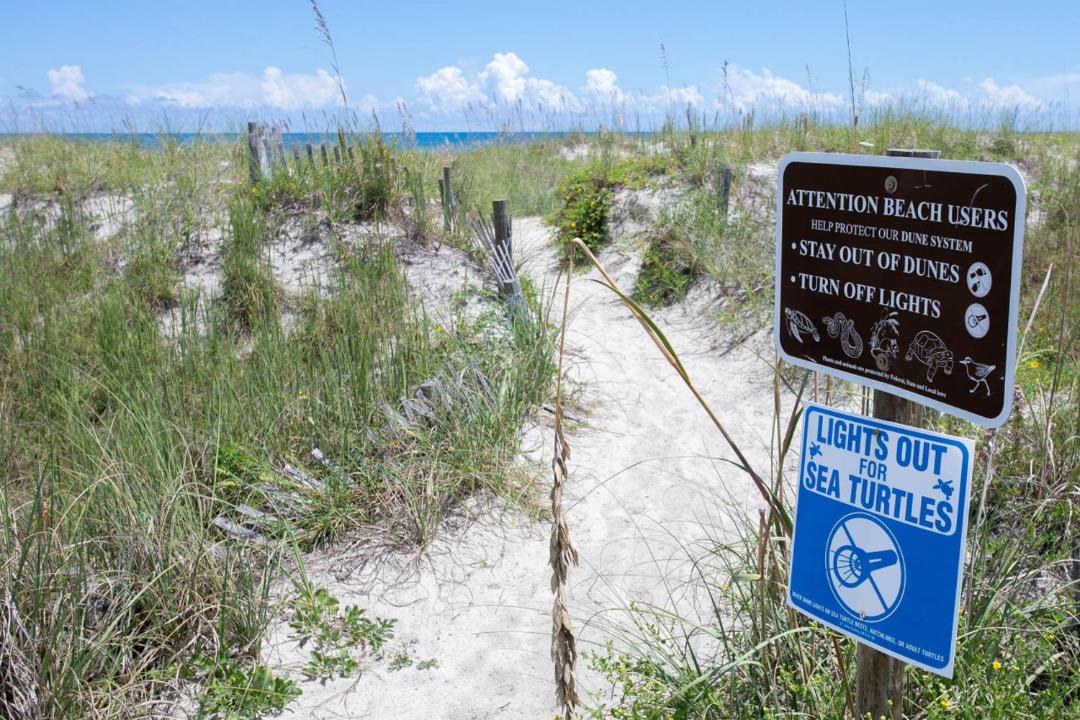 Photo of Others in St. Augustine Beach