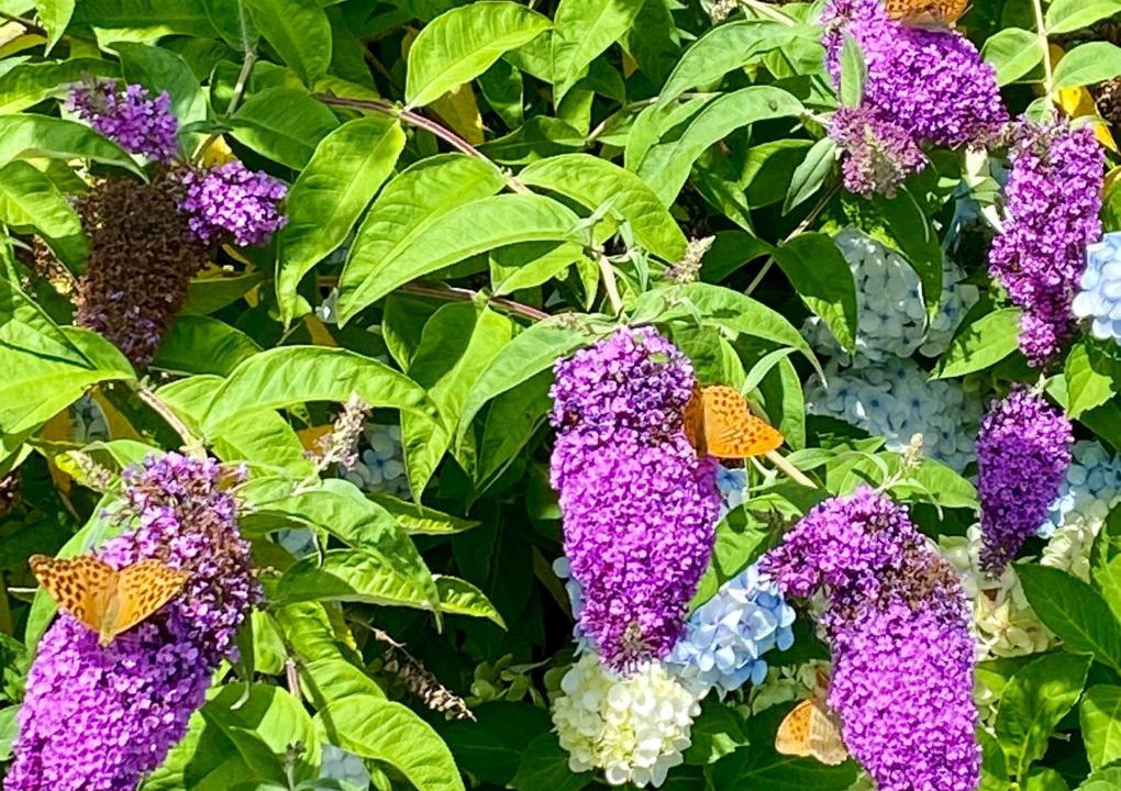 Photo of Others in Champagnac-la-Riviere