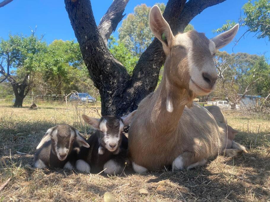 Photo of Others in Willunga