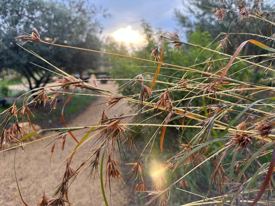 Photo of Others in Willunga