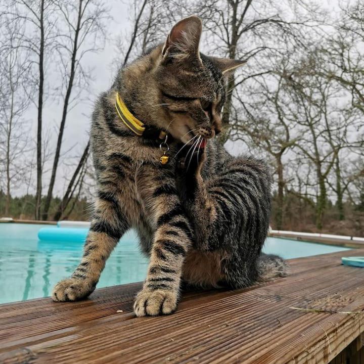 Photo of Others in Allons