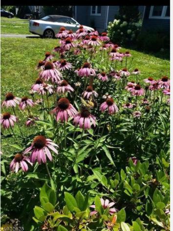 Photo of Others in Roselle