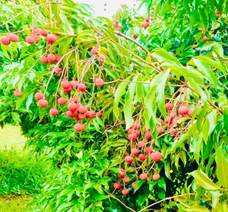 Photo of Others in Hakalau