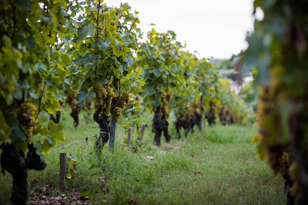Photo of Outdoor in Prignac-et-Marcamps