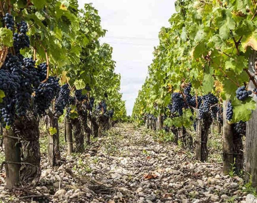 Photo of Outdoor in Margaux-Cantenac