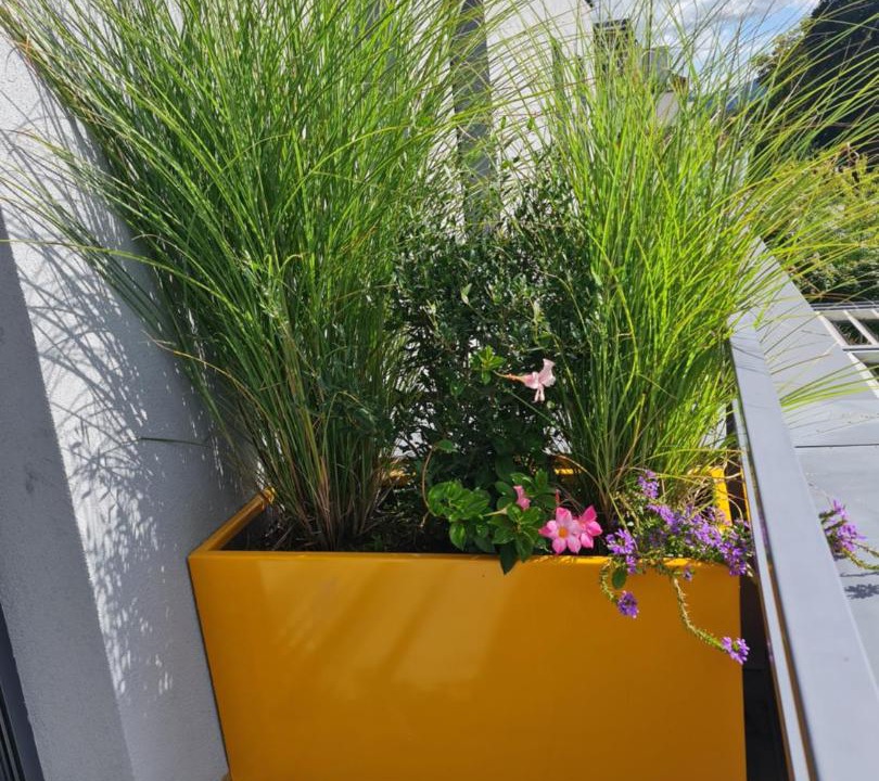 Photo of Others in Munster