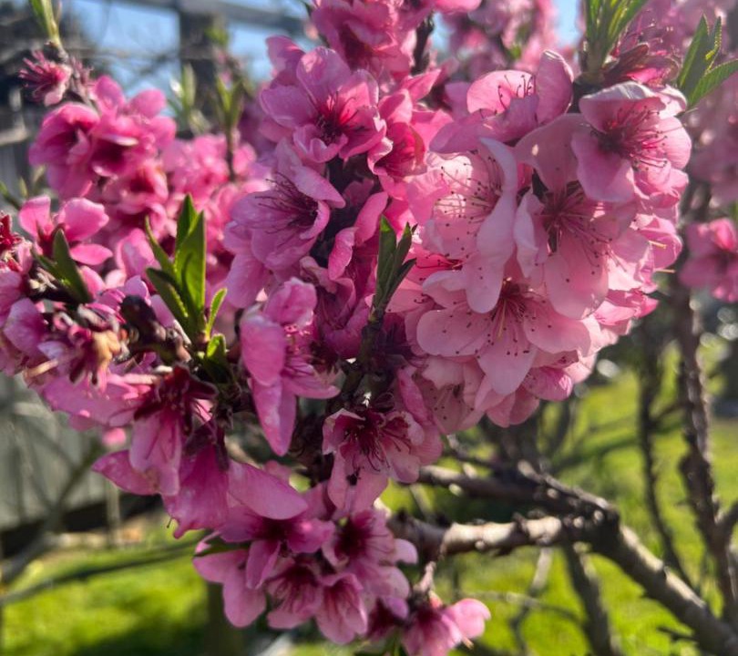 Photo of Outdoor in Matamata