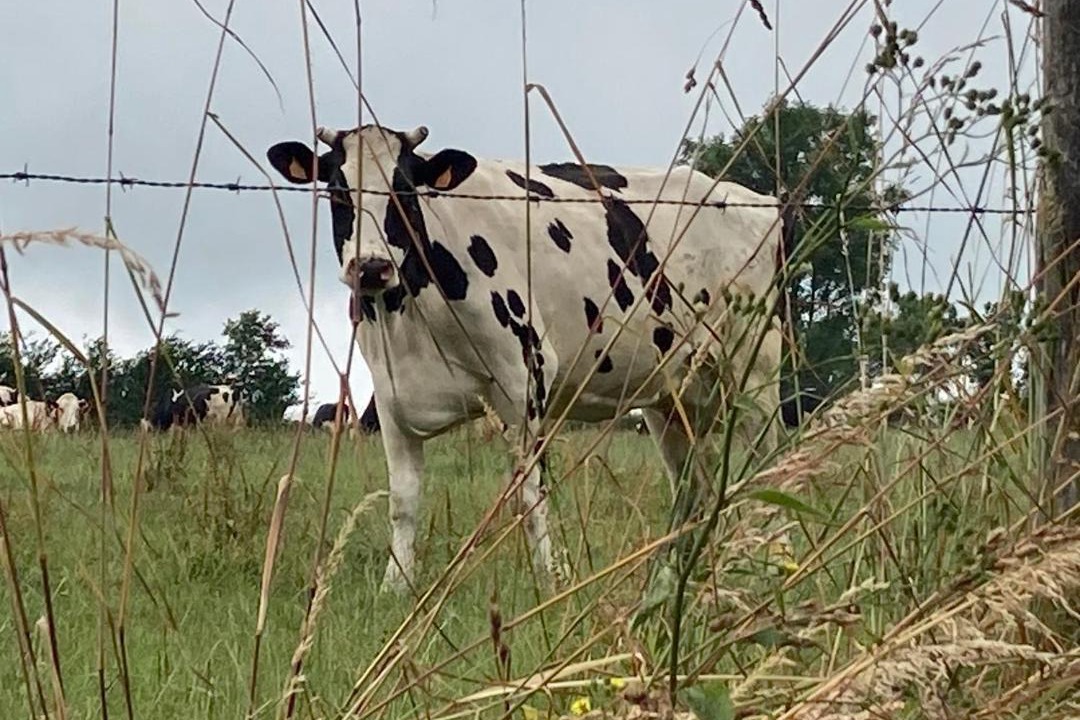 Photo of Others in Villebaudon