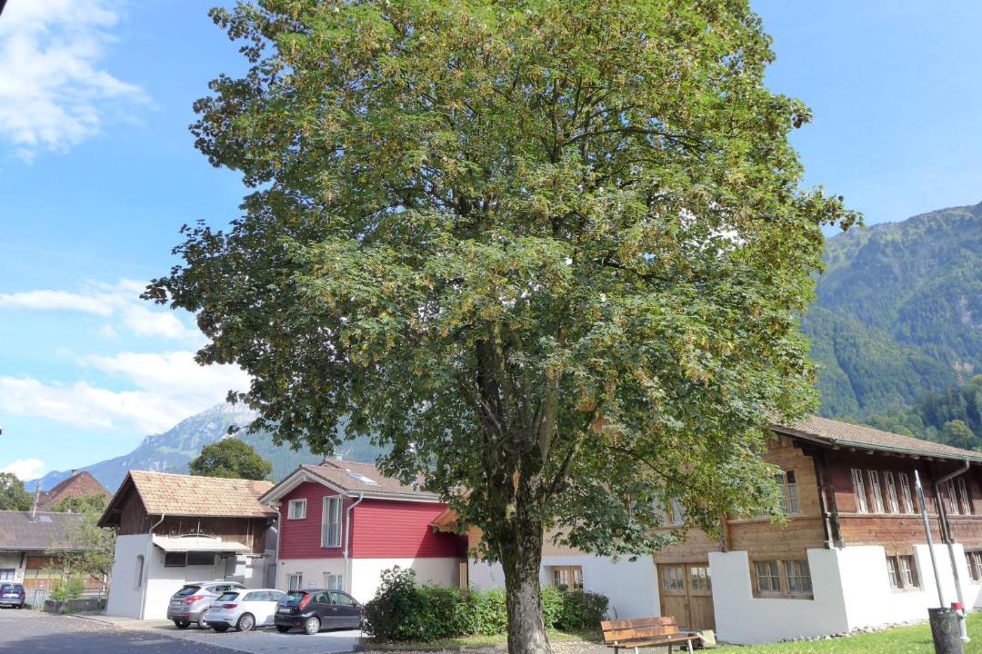 Photo of Others in Boenigen