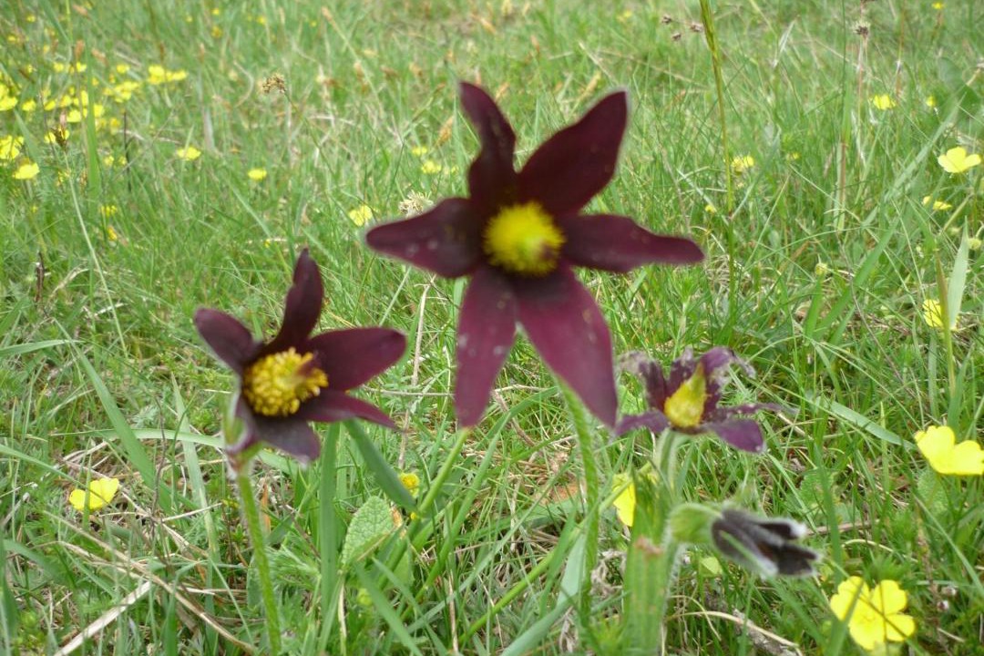 Photo of Others in Allegre