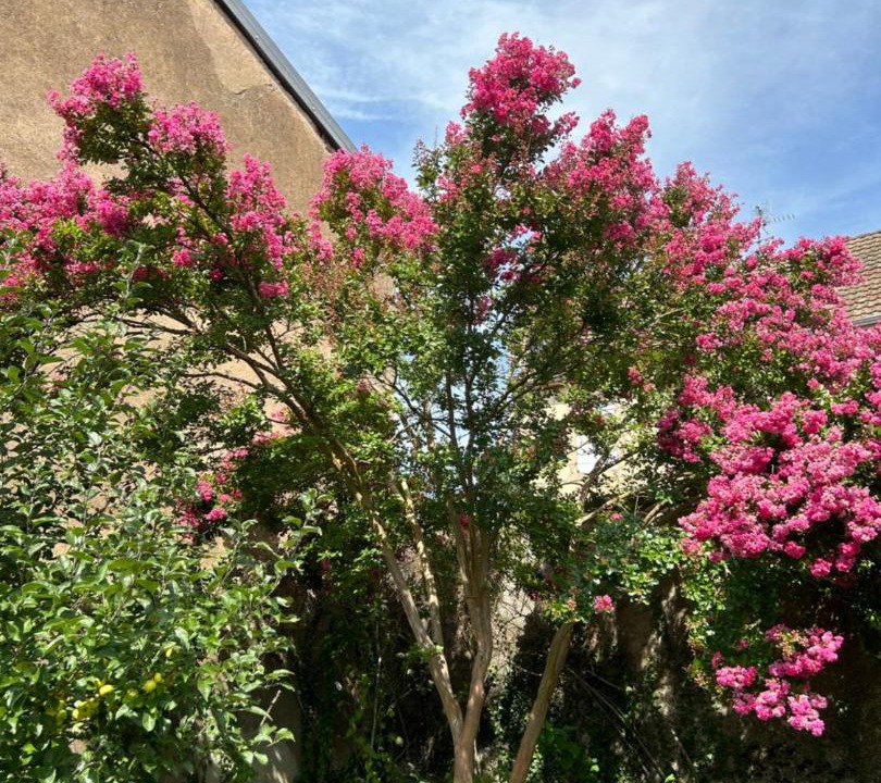 Photo of Others in Lure