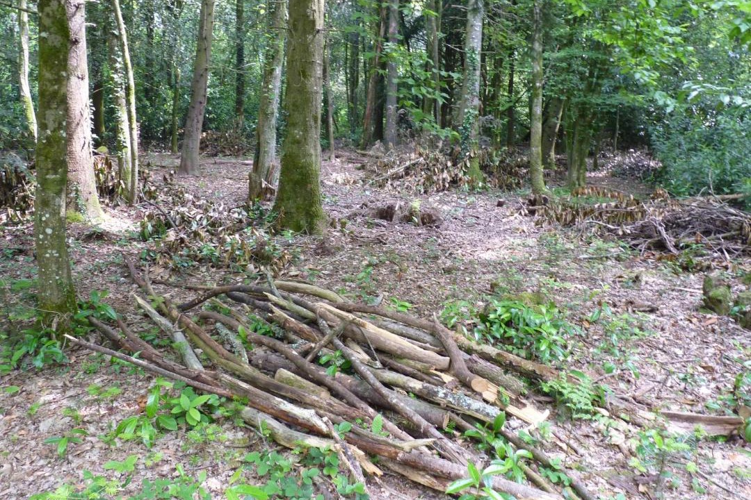 Photo of Others in Comblessac