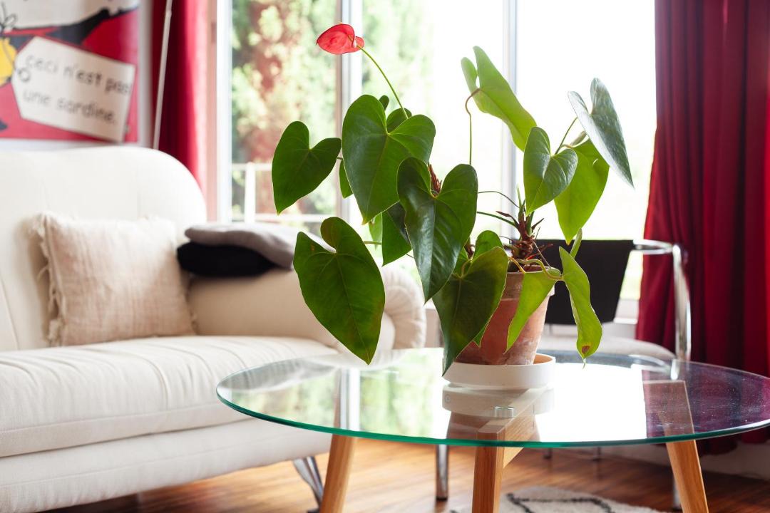 Photo of Livingroom in La Ciotat