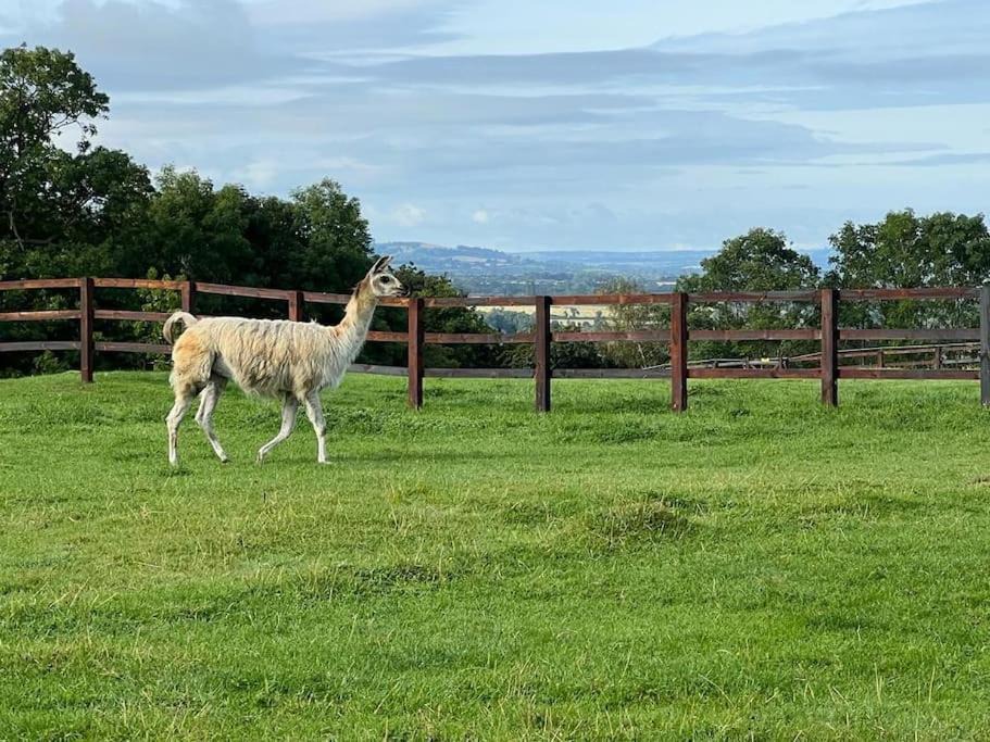 Photo of Others in Northend