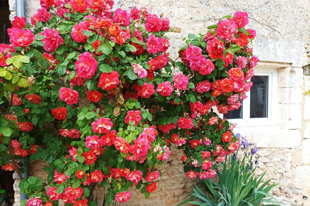 Photo of Others in Avanton