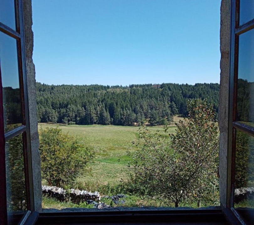 Photo of Others in Felines